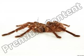 Theraphosa blondi 0032